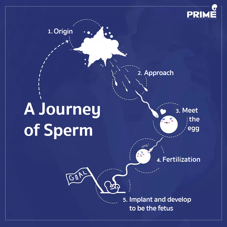 sperm cells journey