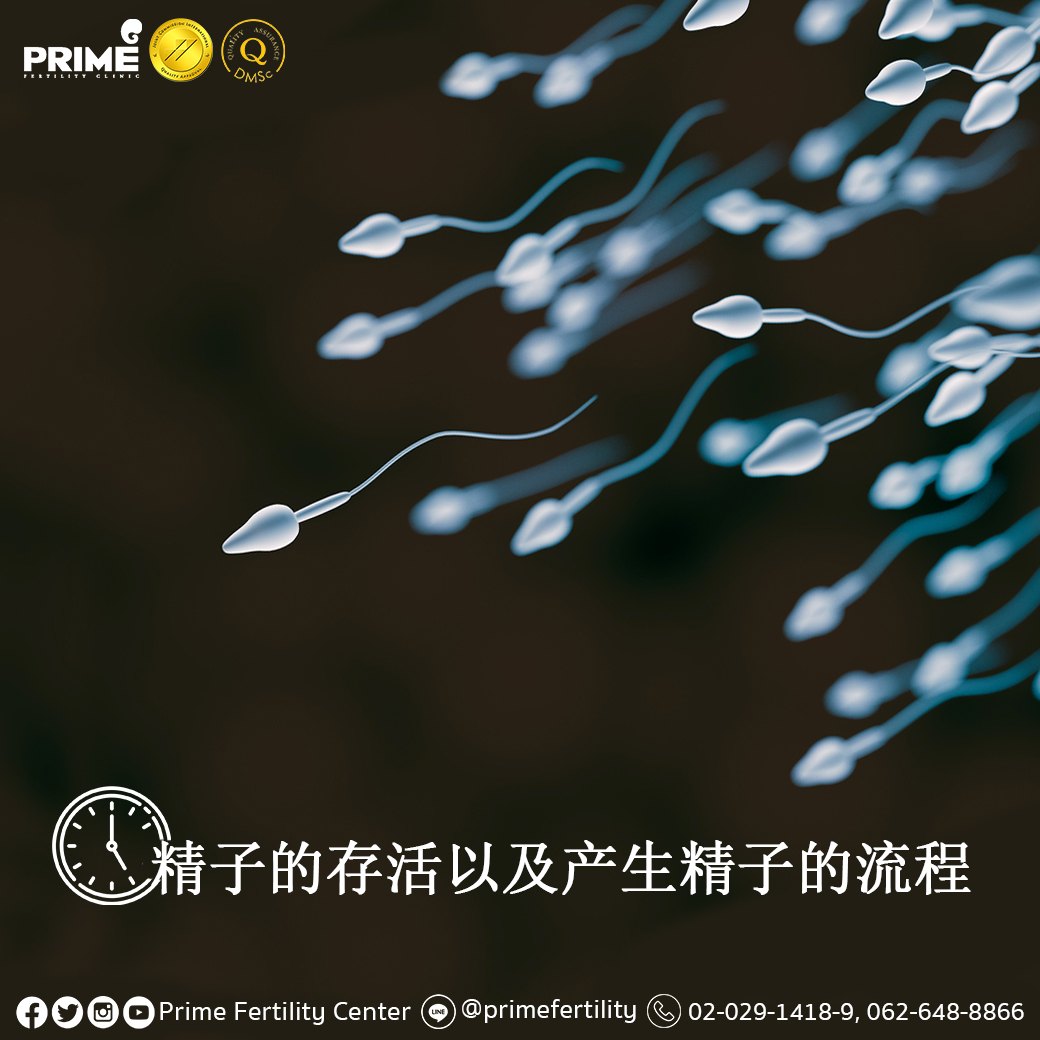 精子的存活以及产生精子的流程 Prime 珍珠生殖中心 泰国试管婴儿