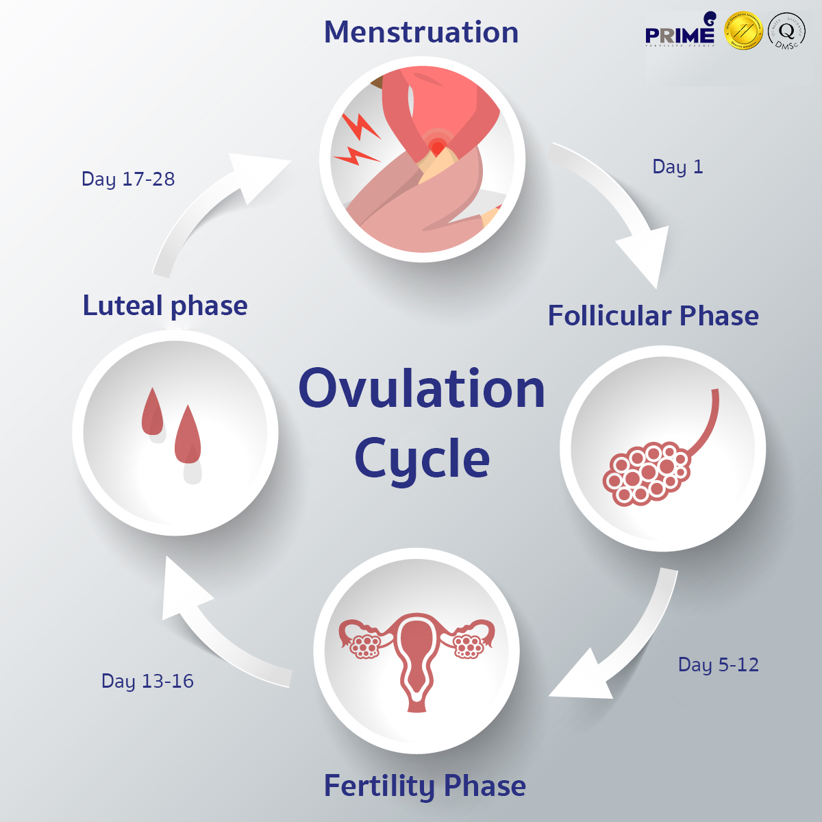 5. Problems with the luteal phase and what this means for your fertility