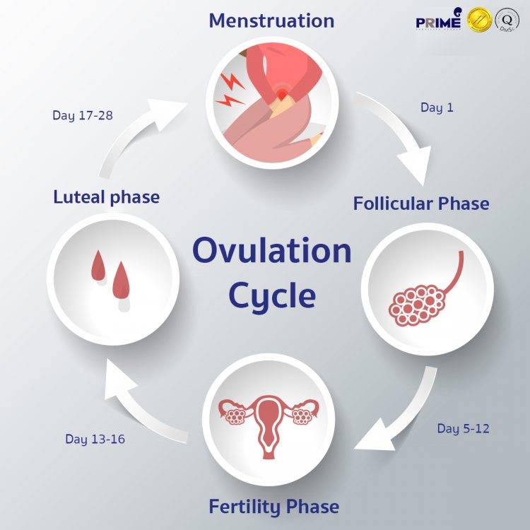 Ovulation Cycle Ovulation Cycle Timeline Prime Fertility Clinic 7702