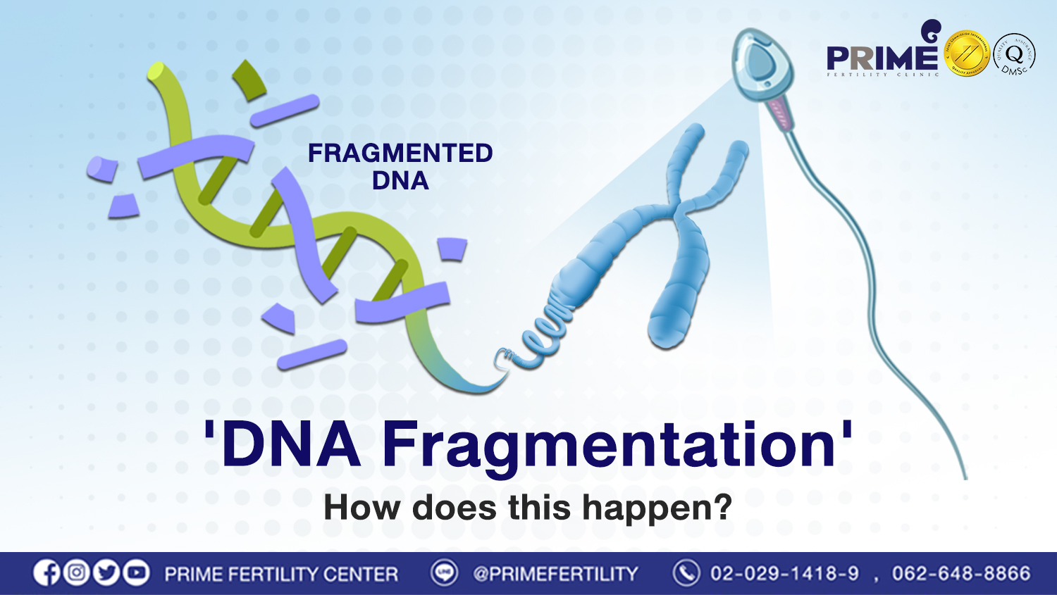 Dna Fragmentation How Does This Happen Prime Fertility Clinic