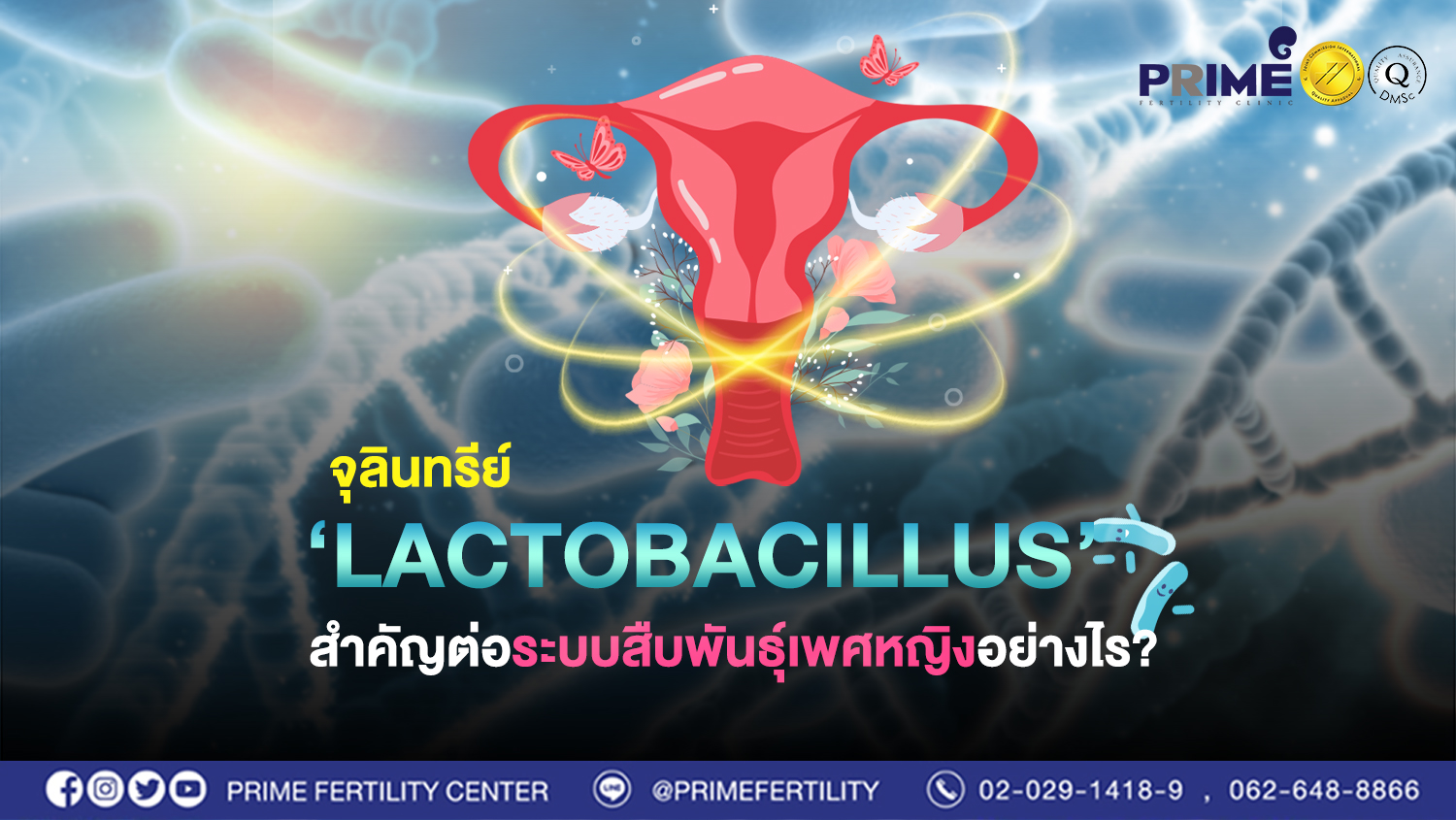 จุลินทรีย์ Lactobacillus สำคัญต่อระบบสืบพันธ์เพสหญิงอย่างไร?